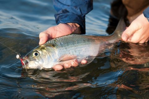 Hickory Shad: The Unsung Heroes of the Fall Run