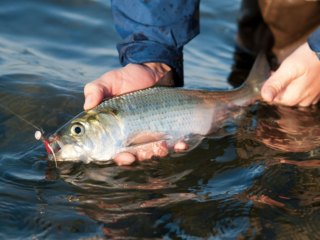 Latest Fly Fishing News and Reports - Shad, It's what's not for