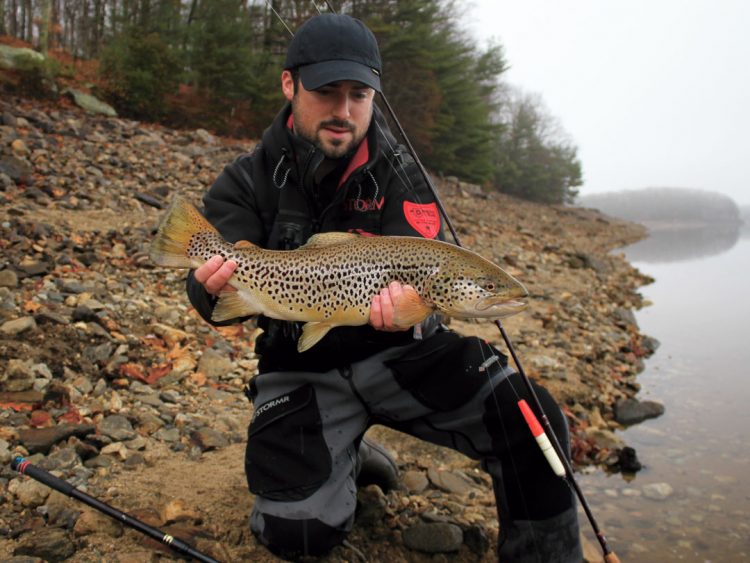 seeforellen brown trout
