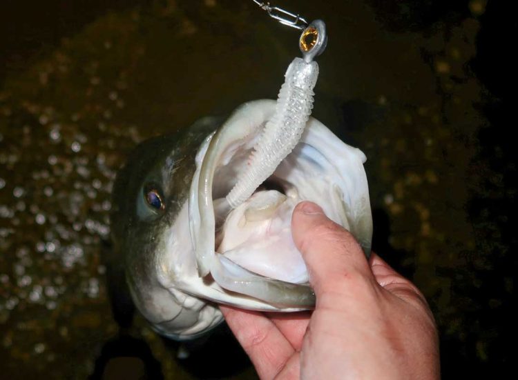 striped bass on soft plastics