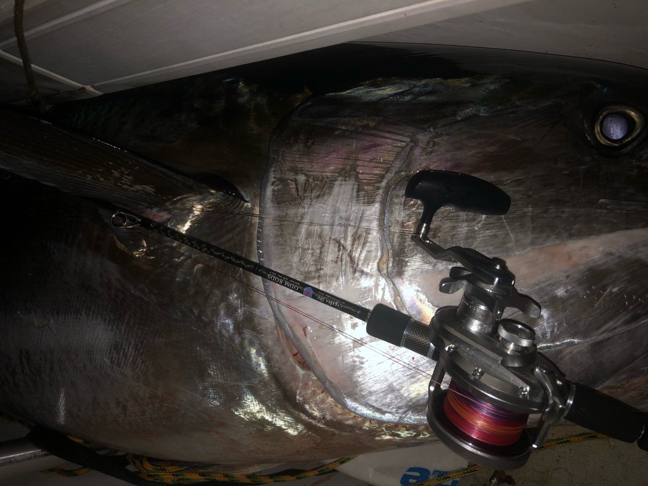 Giant Bluefin Tuna Caught on Slow Pitch Jigging Tackle - On The Water