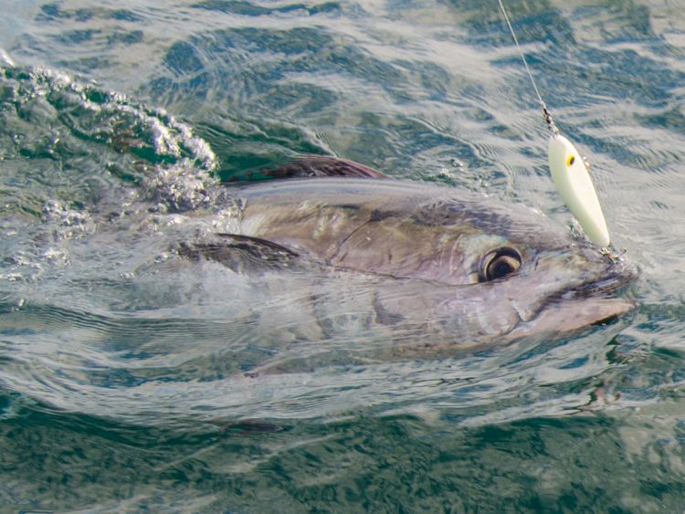topwater bluefin tuna