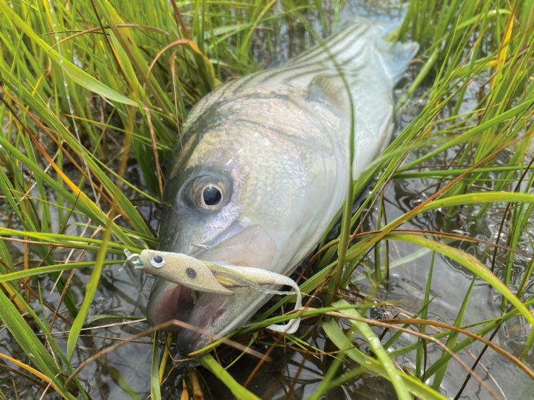 striper on Harris fly