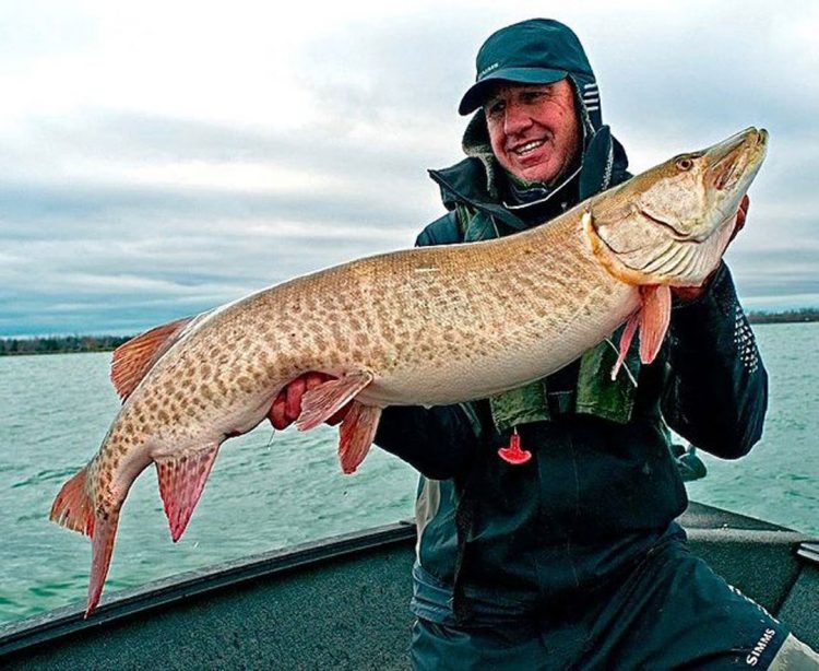 Rick Kustich with upper river musky