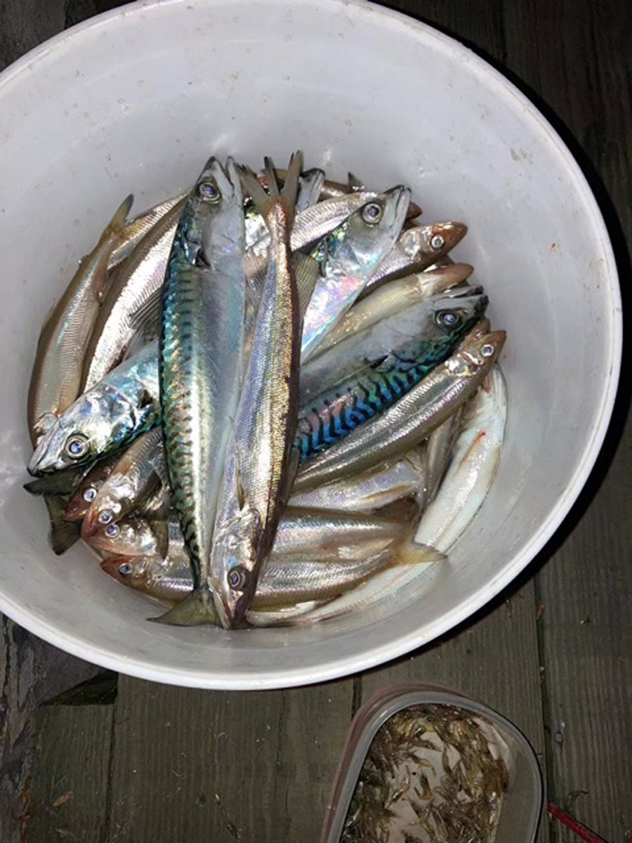 smelt and mackerel 