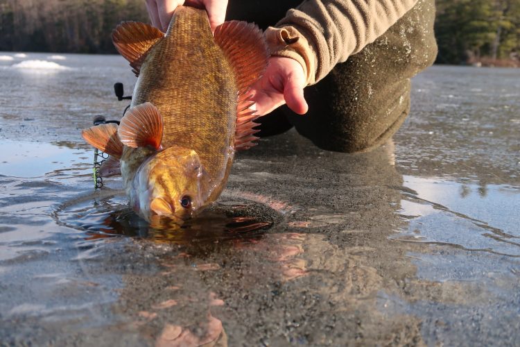 A Beginners Guide to Fishing for Panfish