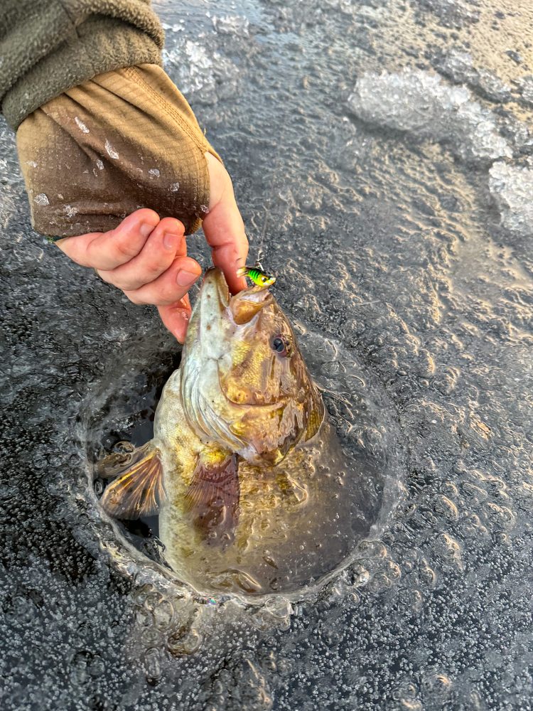 How to set a tip-up for ice fishing 