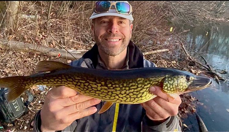 pickerel