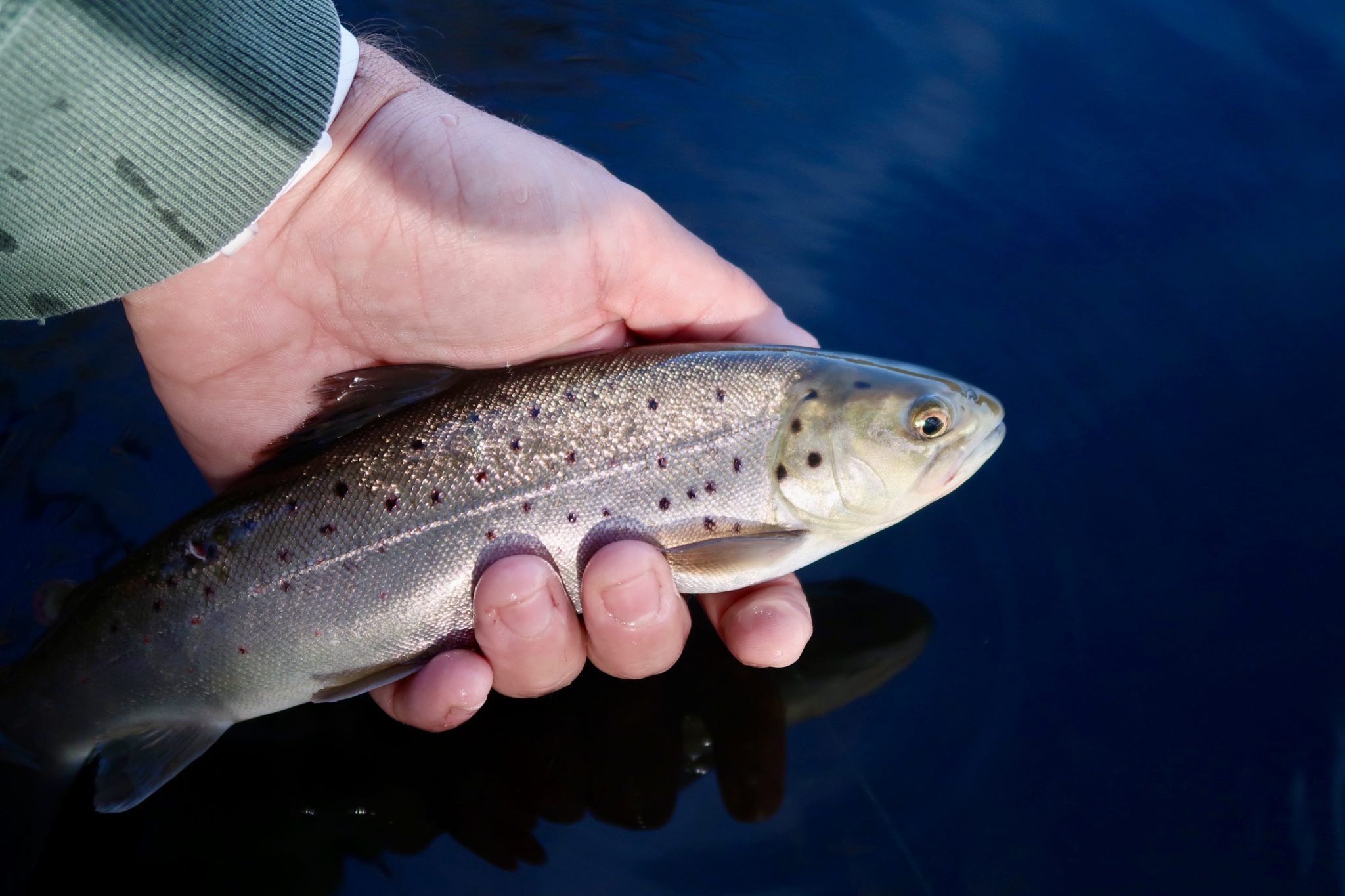 Fishing Soft Plastics for Trout On The Water