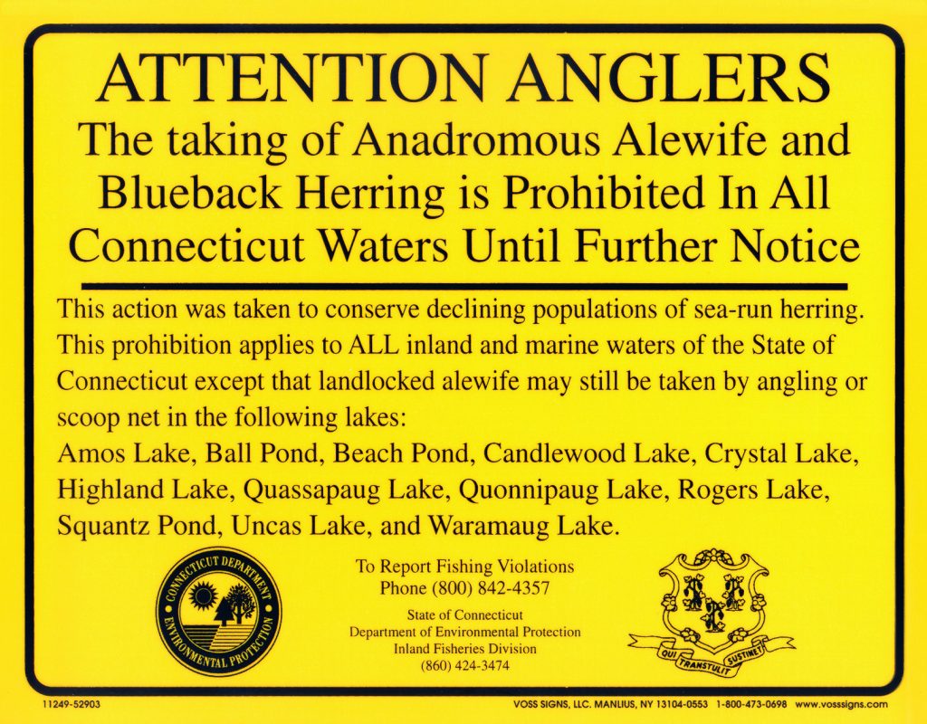 The Plight of Southern New England's River Herring On The Water