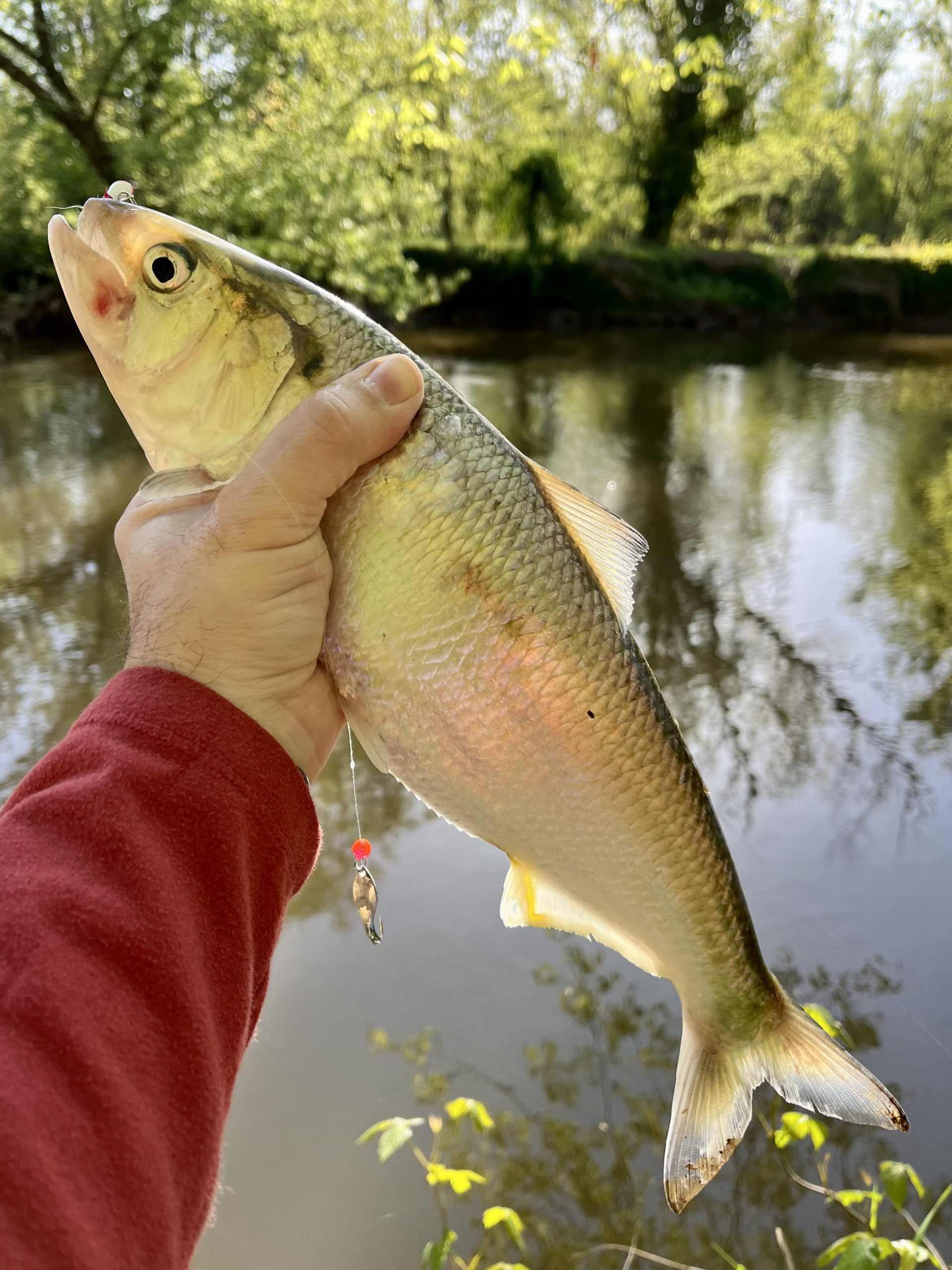 Maryland & Chesapeake Bay Fishing Report- April 20, 2023 - On The