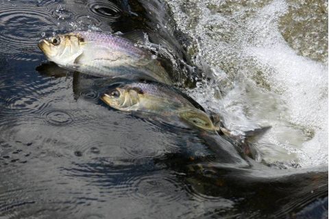 The Plight of Southern New England&rsquo;s River Herring