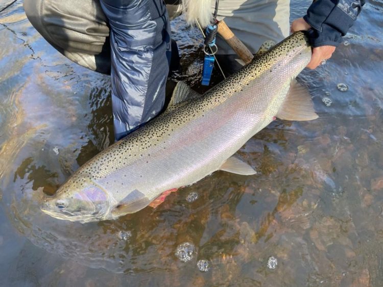 Orleans County steelhead