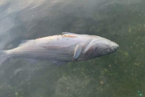Striped Bass Kill Reported on Cape Cod