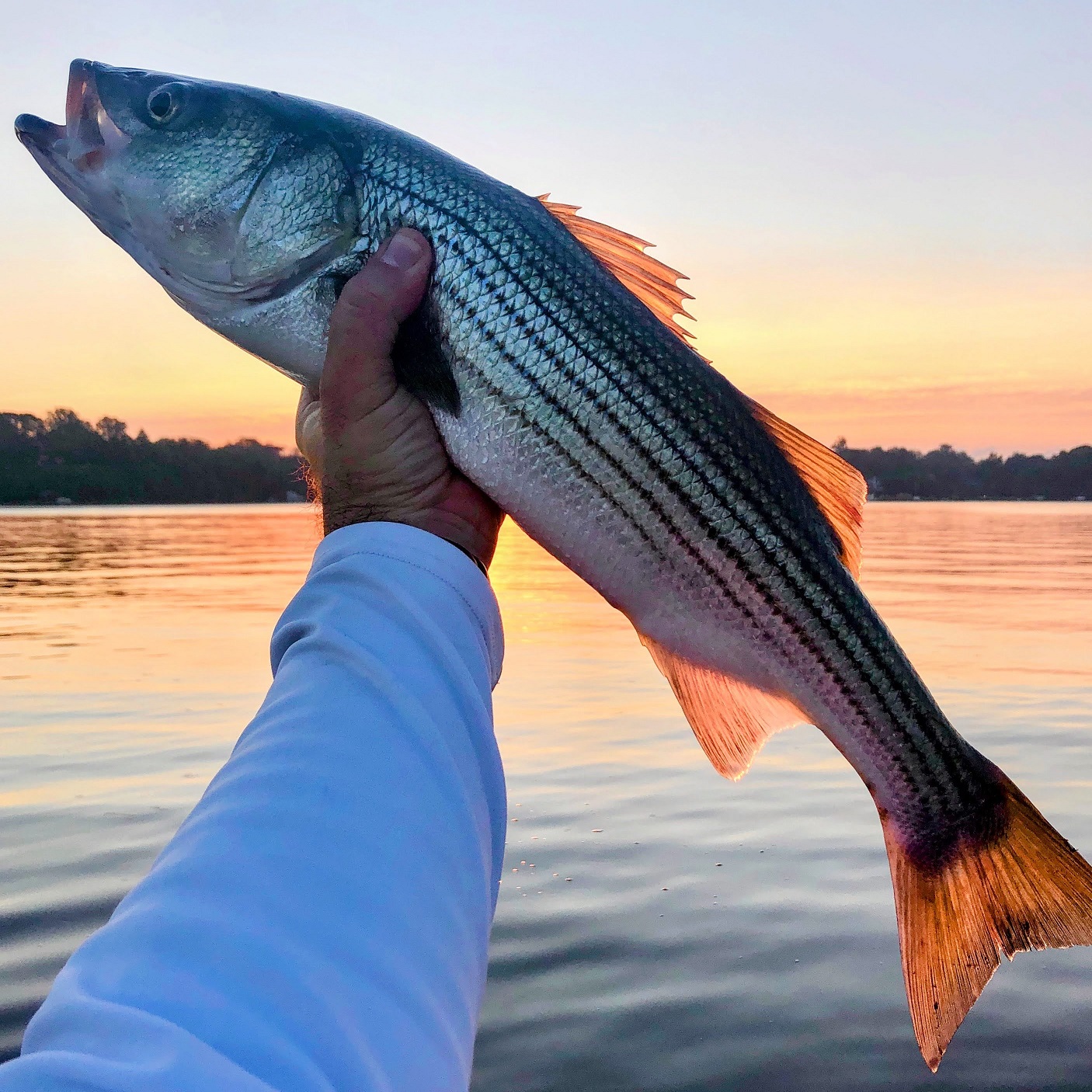 Chesapeake Bay Rockfish on Light Tackle 