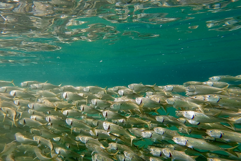 Major Menhaden Cuts Needed to Benefit Striped Bass