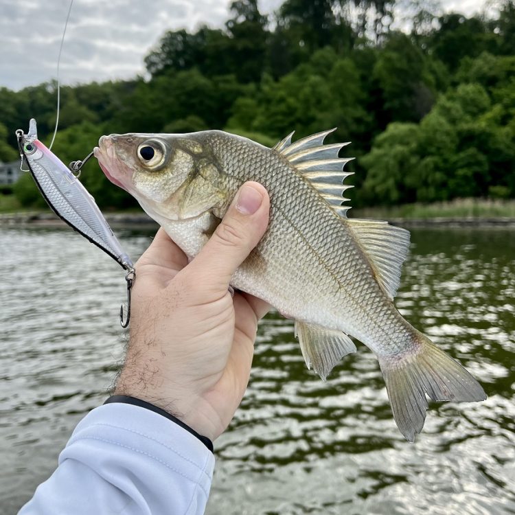 Maryland Weekly Fishing Report Overview  Maryland Department of Natural  Resources Fisheries Service