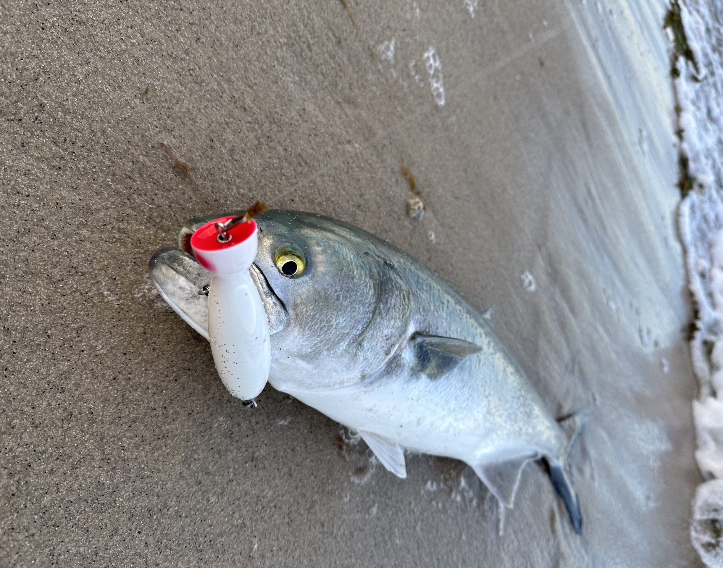 6*Top Water Popper Fishing Baits Trolling Bluefish Big Game Tuna Sea Fish  Lures 