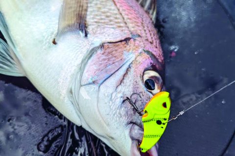 Use Blade Baits to Catch More Porgies