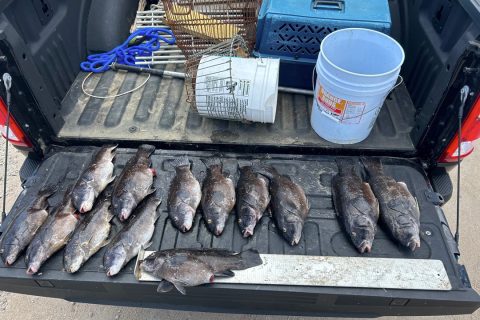 RI tautog poachers busted