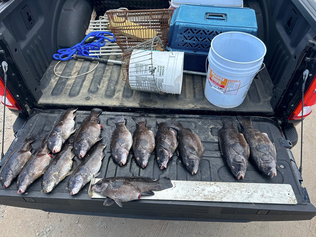 RI DEM Busts Tautog Poachers - On The Water