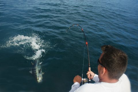 Light-Tackle Bluefin Tuna Fishing