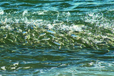 What Happened to the Mullet Run?