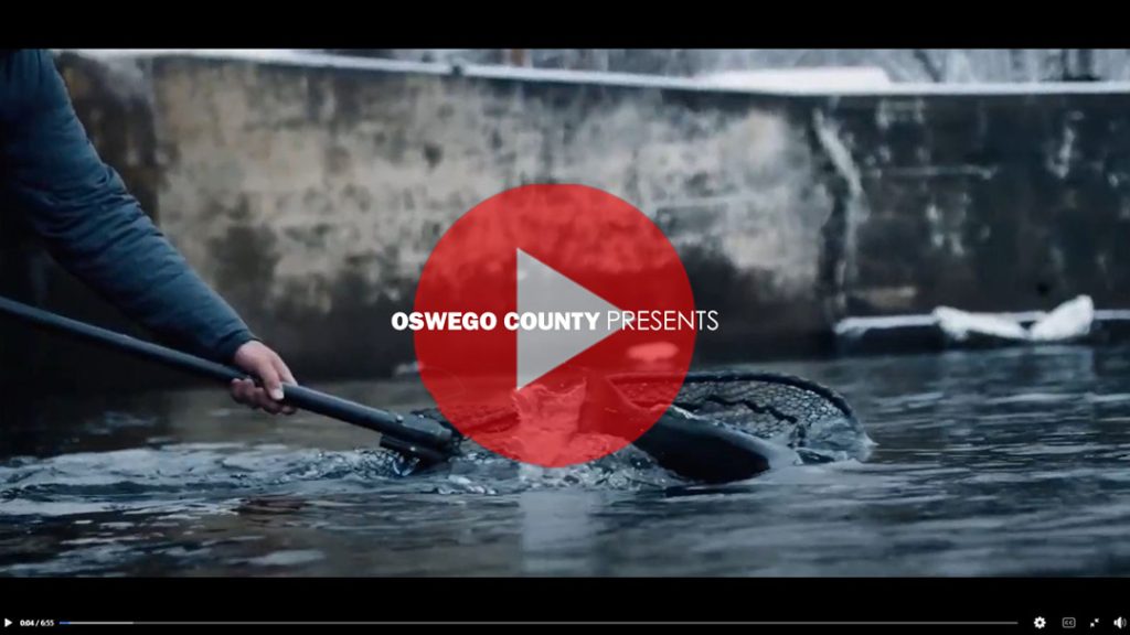 Get Hyped for Steelhead