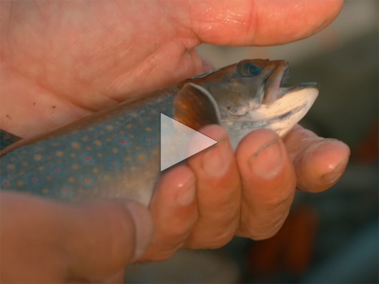 Old Town Native Brookies