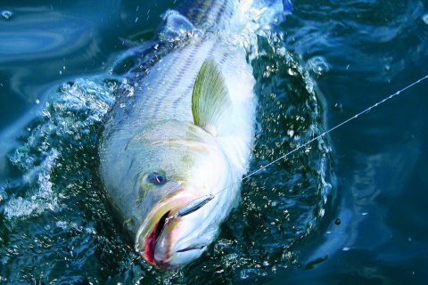 Classic Lure: The Diamond Jig