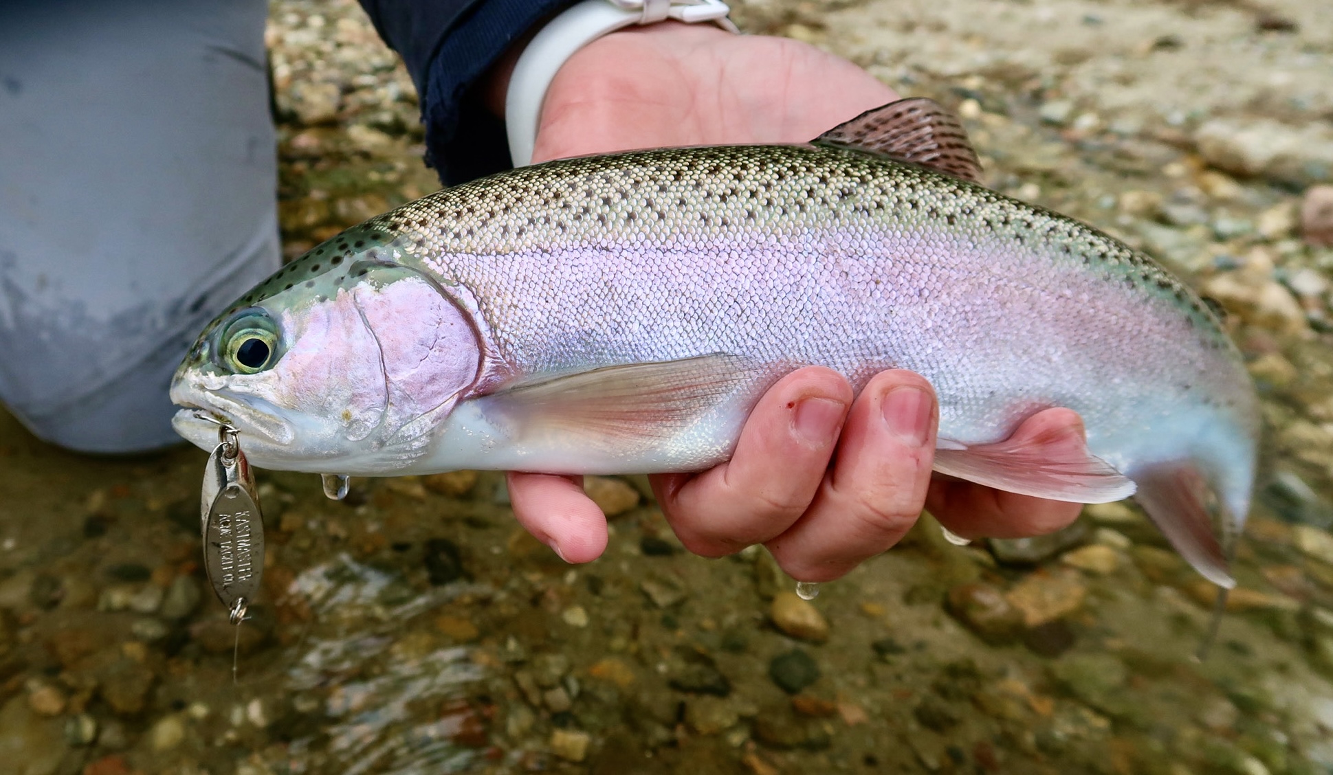 Five Go-To Lures for Winter Trout Fishing