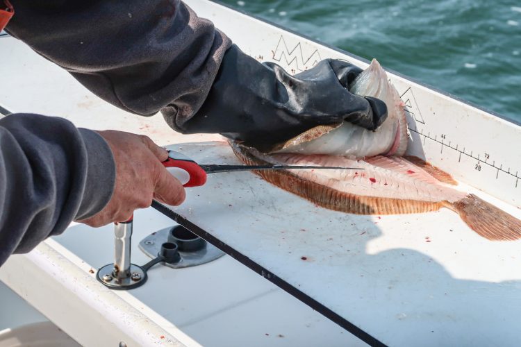 Choosing a fillet knife is like choosing a fishing rod; there are different lengths, flexibilities and blade edges, but no one model does it all.