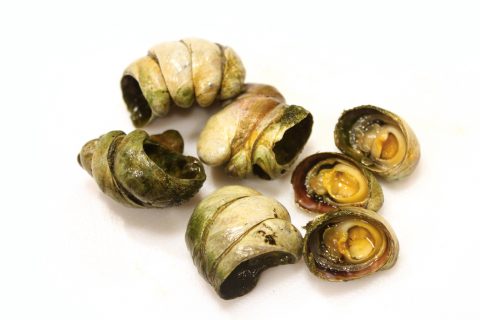 Seafood Oddities: Sweet Meats