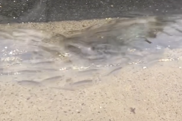 mullet swim in the streets of NJ