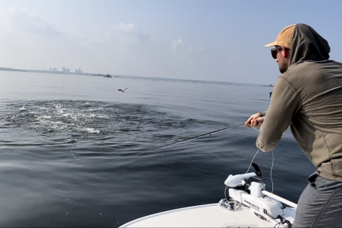 Bluefish on Bunker in Long Island Sound