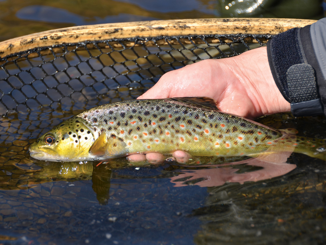 Wild Brown Trout On the Deerfield River - On The Water