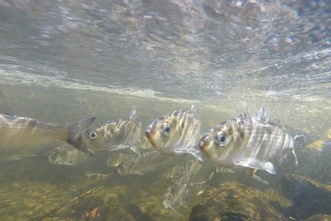 CT DEEP Requests Volunteers for Herring Observation