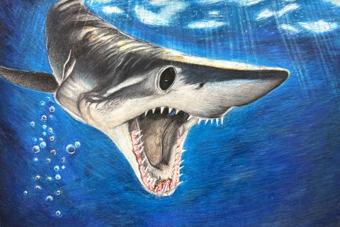 Marine Art Contest for Massachusetts Students