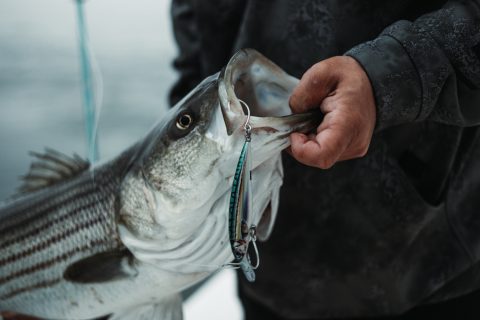 Join the Rapala Lures Photo Contest