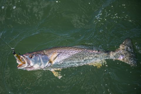 Weakfish in Narragansett Bay