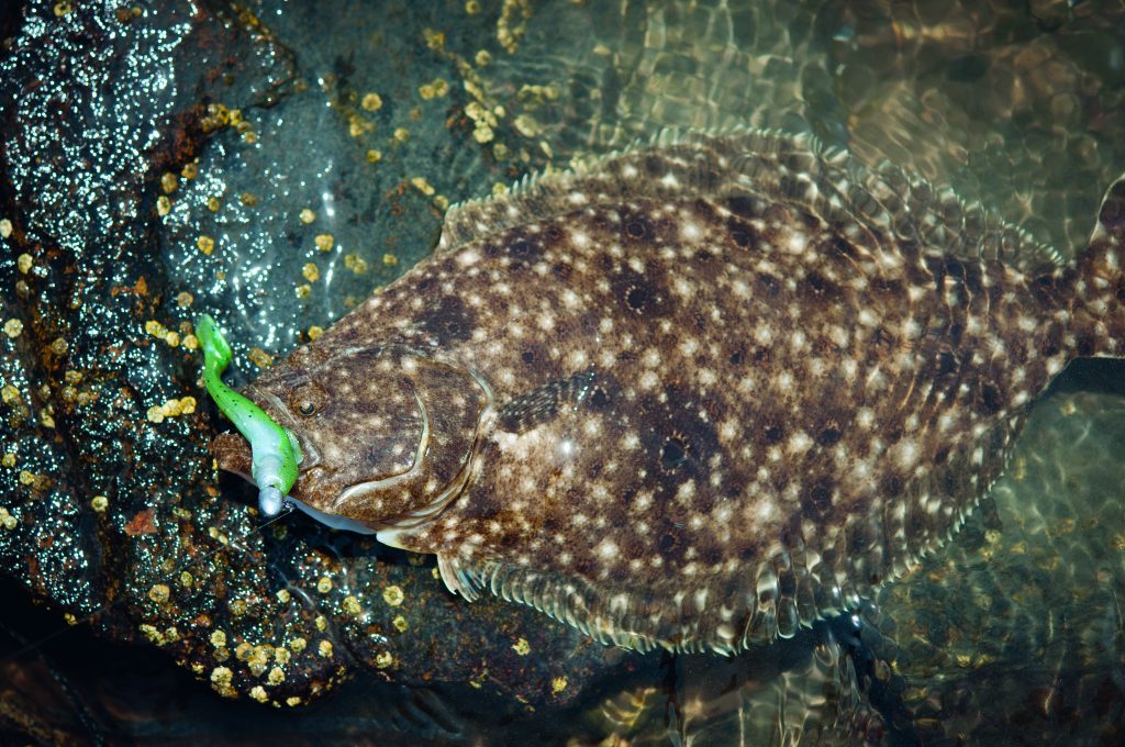 shallow-water jigging for fluke 