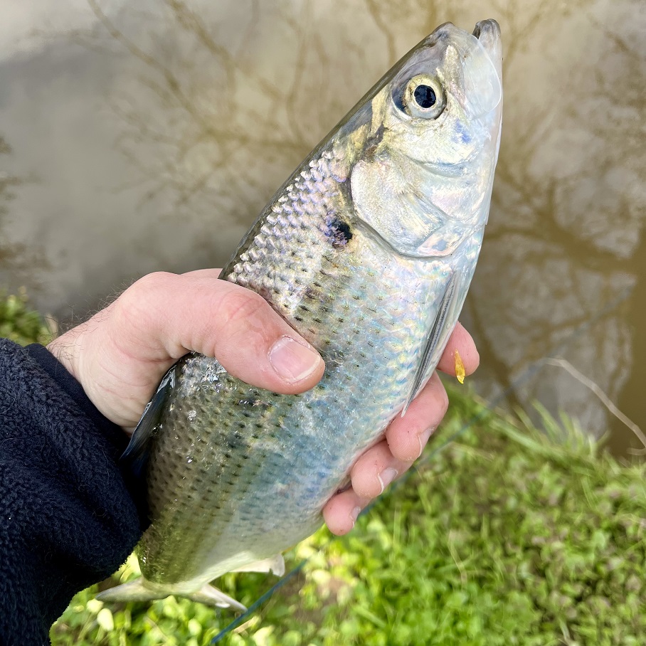 Maryland & Chesapeake Bay Fishing Report- April 4, 2024 - On The Water