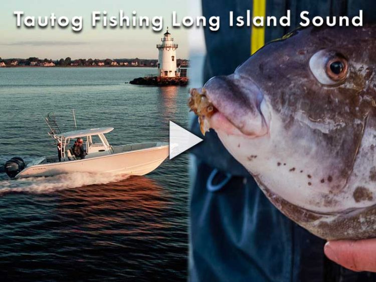 Tautog Fishing Long Island Sound