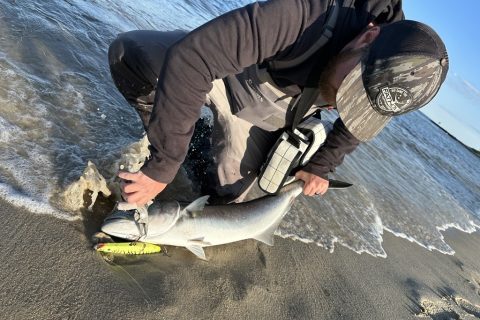 Spring Bluefish on Long Island&rsquo;s South Shore