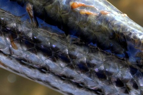 WARNING: Sea Lice Outbreak