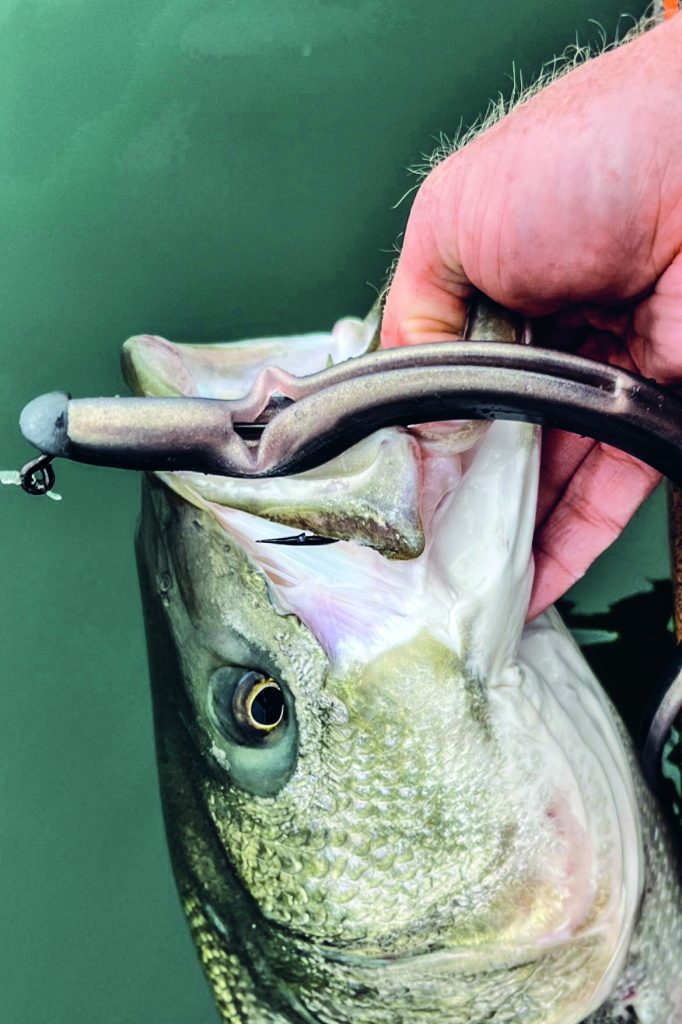 soft-plastic eels for striped bass