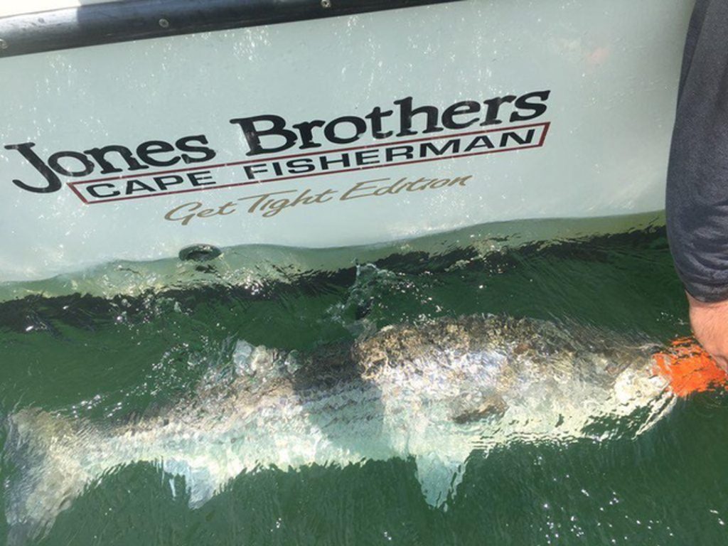 Get Tight striped bass