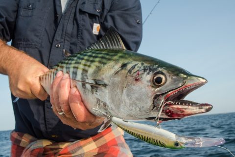 Trolling Tips for Bonito