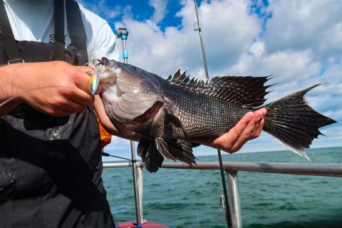 Must-Have Bottom Fishing Gear from ICAST 2024