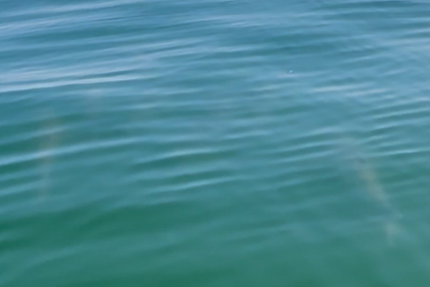 Tarpon Sightings on the Rise in Maryland